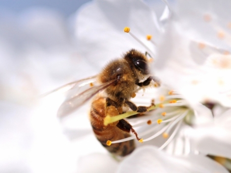 На датчики для пчёл привлекли $4 млн