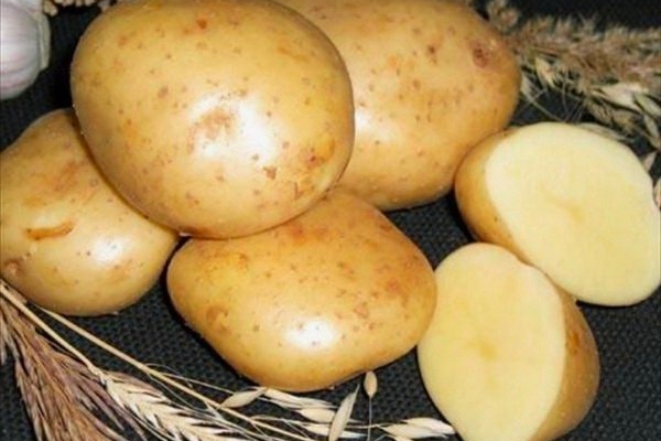 Бизнес план по выращиванию, хранению и первичной обработке картофеля.