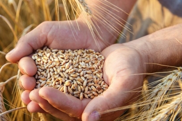 Инвестиции в зерновой бизнес от 1 млн. руб. с обеспечением